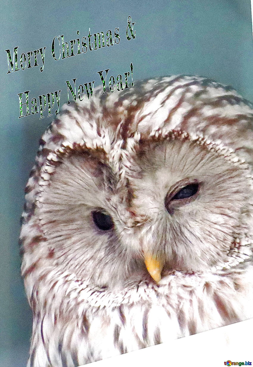 Owl Beautiful Inscription Merry Christmas And Happy New Year! On CC BY License Stock Fx №176638 HD phone wallpaper
