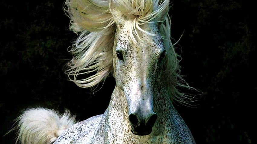 Wild Stallion, mare, horse, colt, wildlife, stallion, nature, filly, white horse, pony HD wallpaper