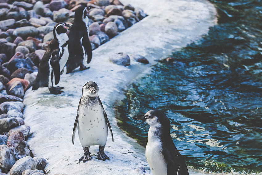 Tiere, Vögel, Pinguine, Ufer, Bank HD-Hintergrundbild