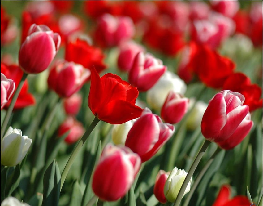 tulip merah, warna-warni, cinta, merah, alam, bunga, tulip Wallpaper HD