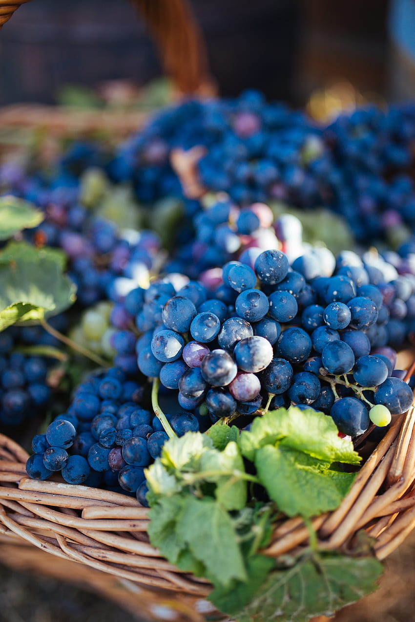 Food, Leaves, Vine, Grapes, Fruit, Basket HD phone wallpaper