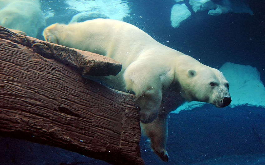 Zwierzęta, pływać, pływać, duży, duży, podwodny, niedźwiedź polarny, łódź podwodna Tapeta HD