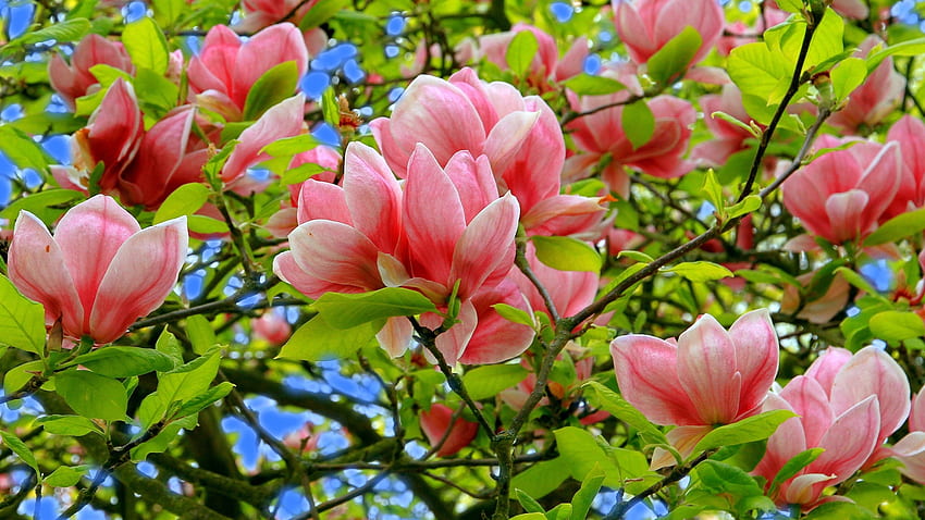 Close up, blossom, pink flowers, tree branches HD wallpaper