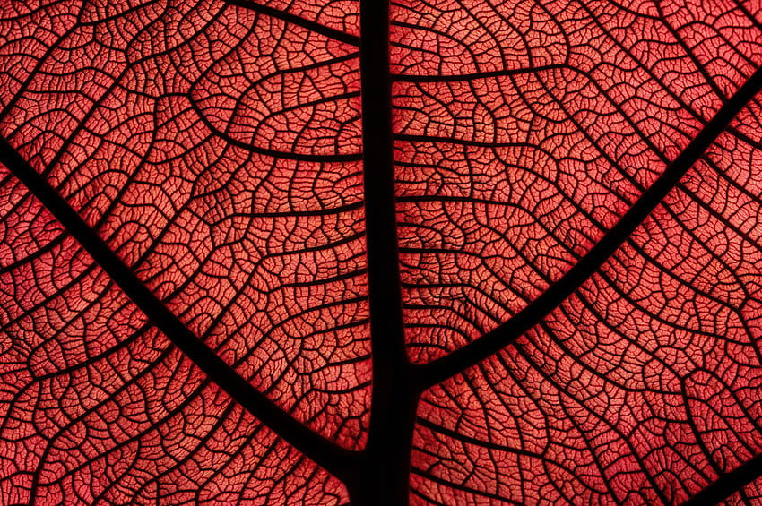 Червен лист, вени, близък план HD тапет
