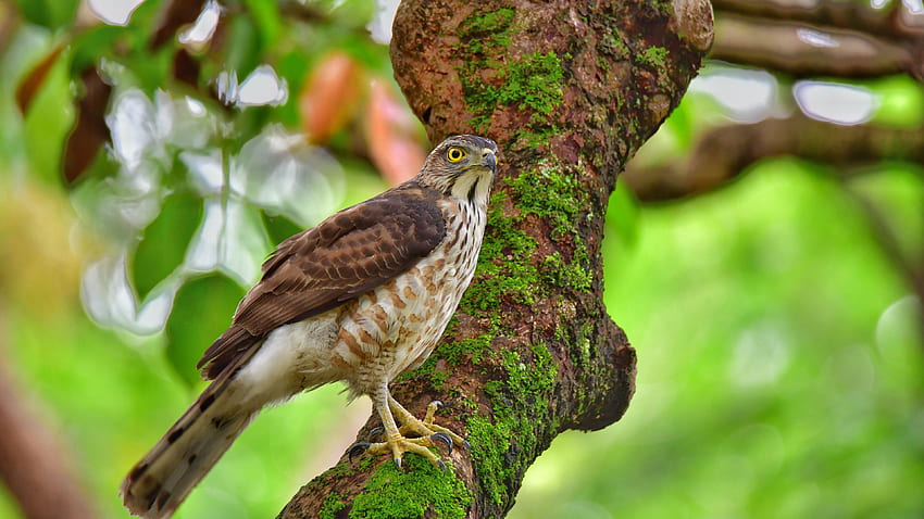 Yellow Eyes Brown White Hawk Bird est debout sur des oiseaux de tronc d'arbre couvert d'algues Fond d'écran HD