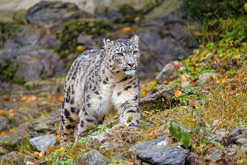 Zwierzęta, Snow Leopard, Big Cat, Wildlife, Animal, Irbis Tapeta HD