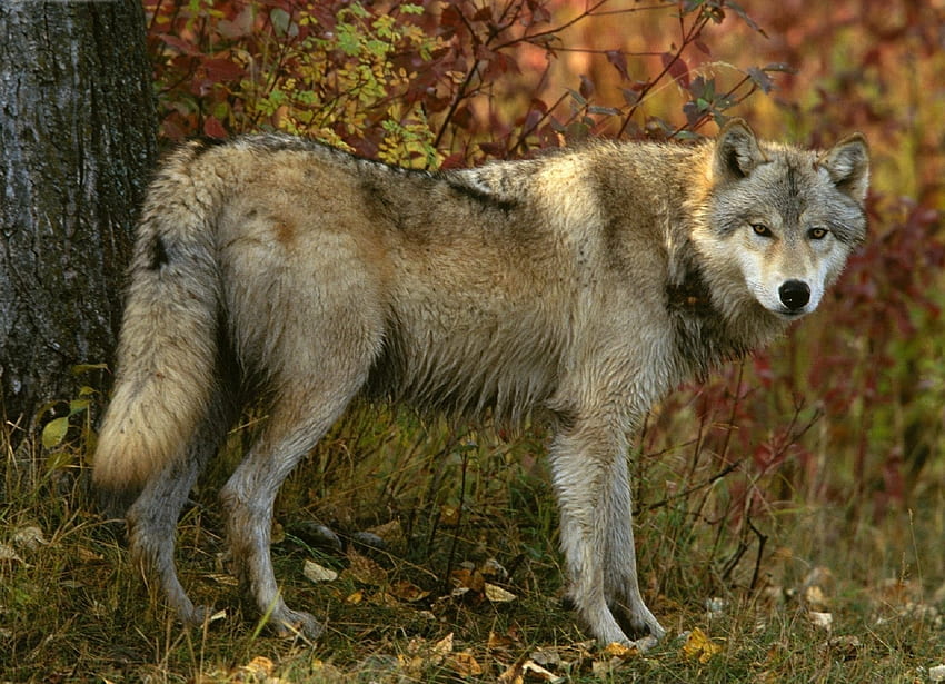 Animals, Autumn, Wood, Forest, Tree, Predator, Wolf HD wallpaper