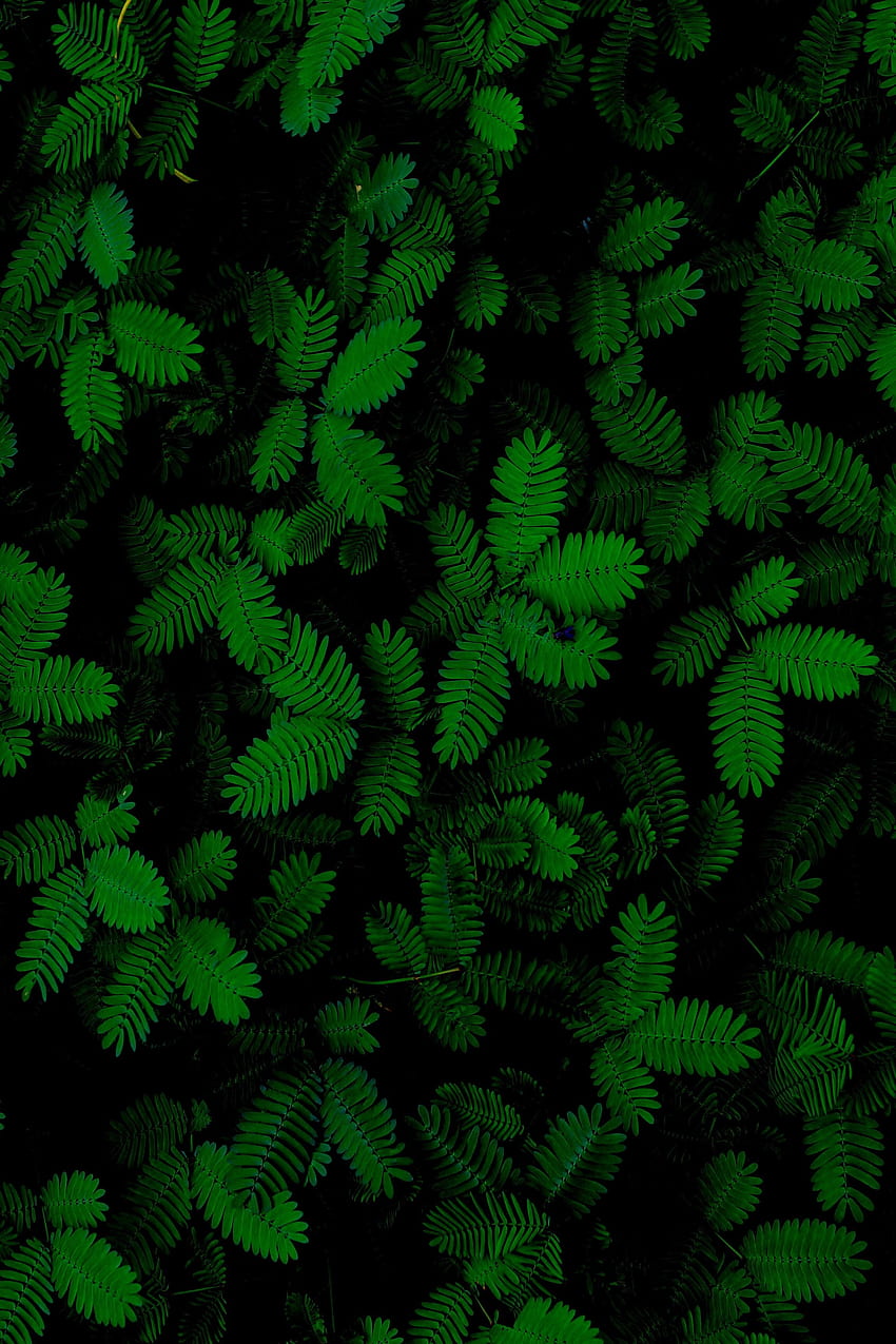 ใบไม้ ใบไม้สีเขียว พืช วอลล์เปเปอร์โทรศัพท์ HD