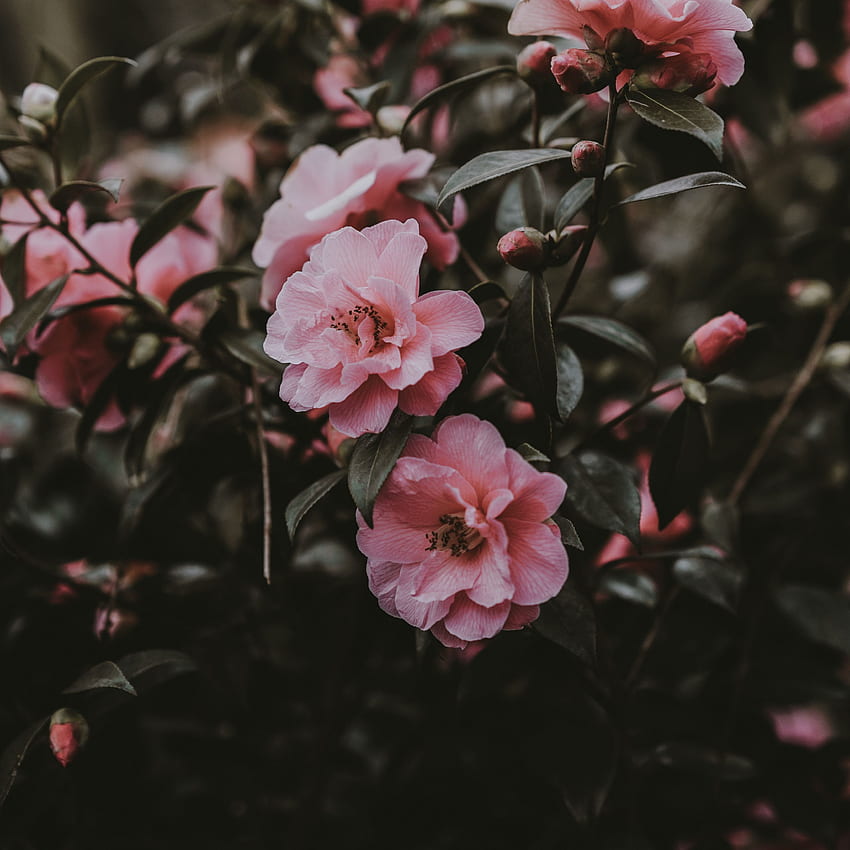 mawar liar, semak, merah muda, bunga ipad wallpaper ponsel HD