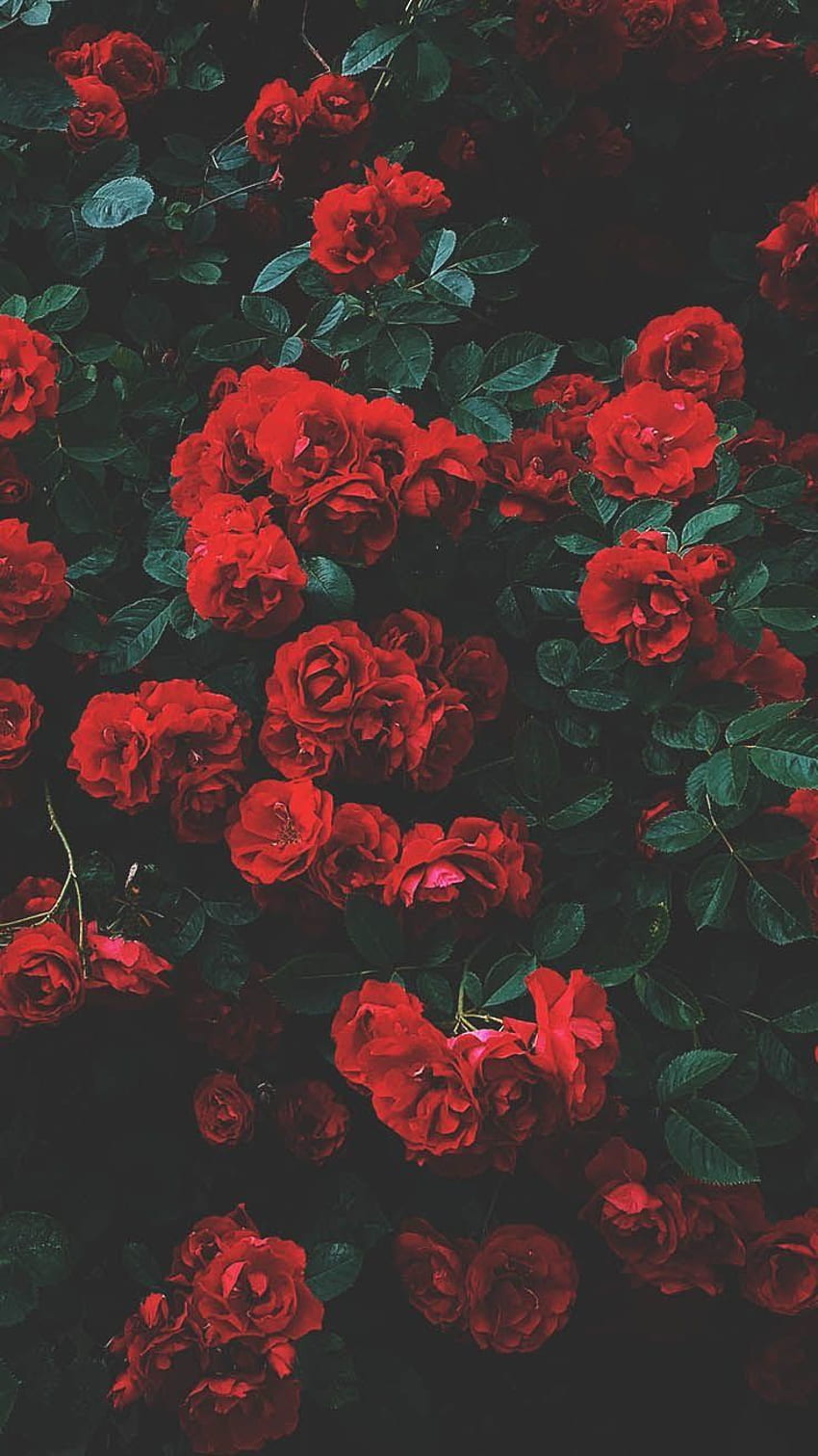 Romantic roses iphone x - floral HD phone wallpaper | Pxfuel