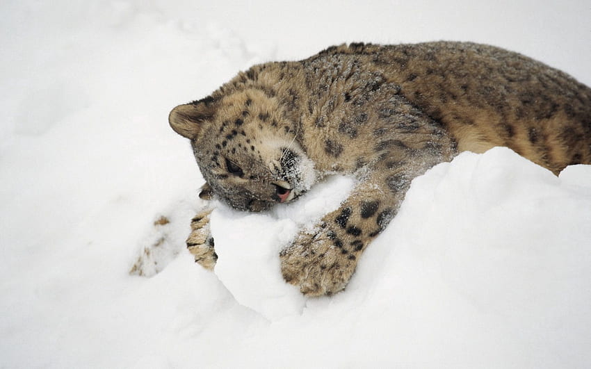 Животни, Снежен леопард, Сняг, За лягане, Лъжа, Игриво HD тапет