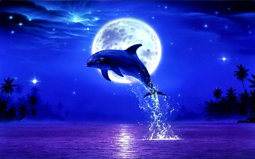 귀여운 돌고래, 돌고래 일몰 HD 월페이퍼