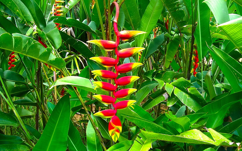 Exotic Flowers Red Heliconia Flowers Tropical Plants HD wallpaper