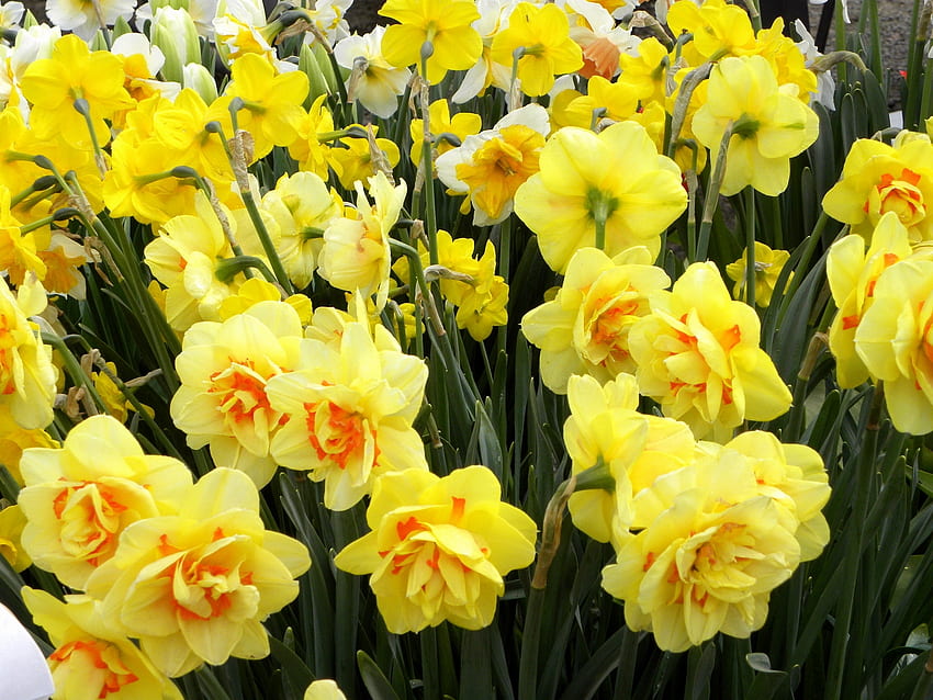 Blumen, Narzissen, Grüns, Blumenbeet, Blumenbeet, Frühling HD-Hintergrundbild