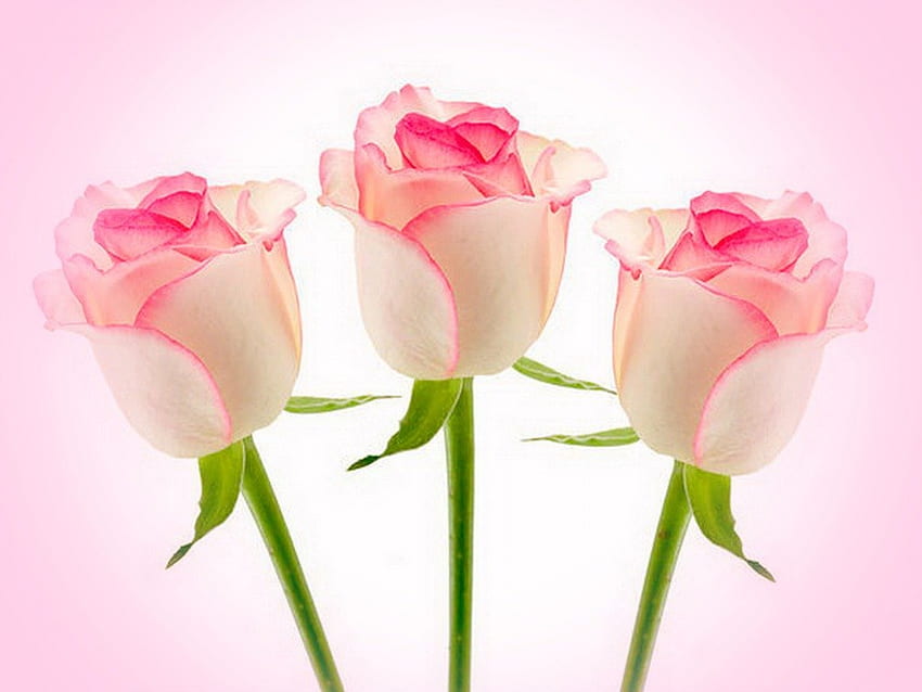 Beauty, softness, fragrance, pink, white, roses, beauty HD wallpaper