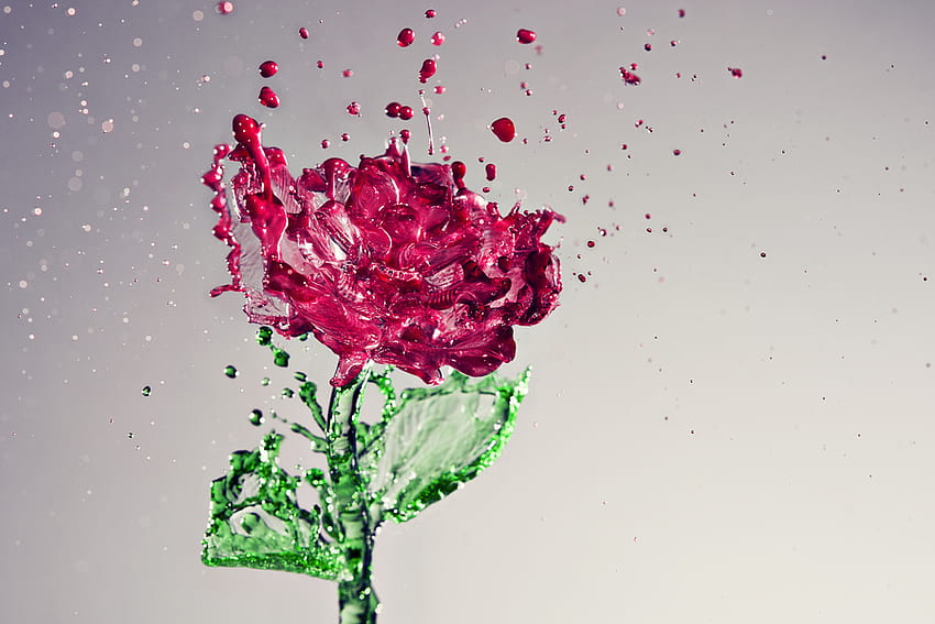 Splash of rose, emotion, imagination, splash, water drops, beauty, rose, leaves, fantasy, flower, green, red rose HD wallpaper