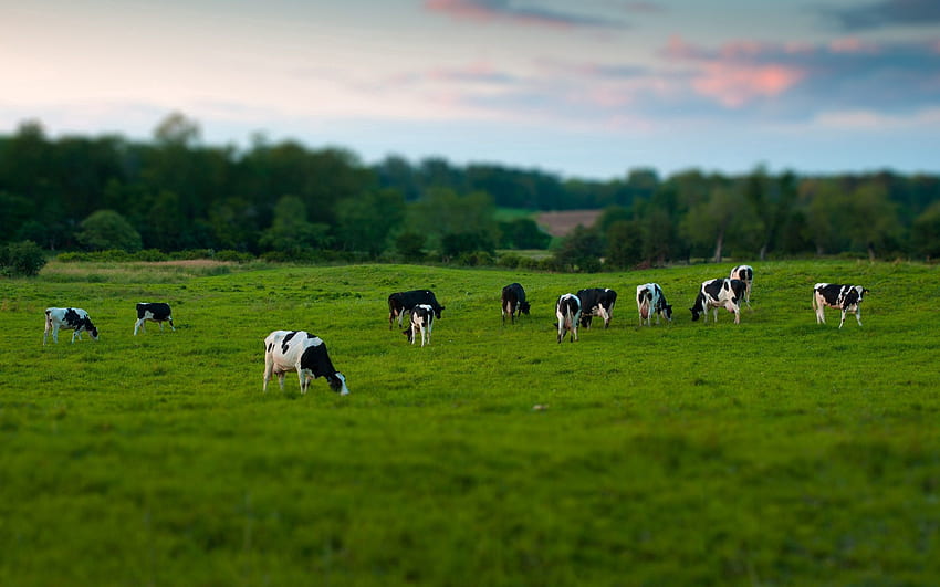 สัตว์ อาหาร หญ้า วัว ทุ่ง เดินเล่น ทุ่งหญ้าเลี้ยงสัตว์ วอลล์เปเปอร์ HD