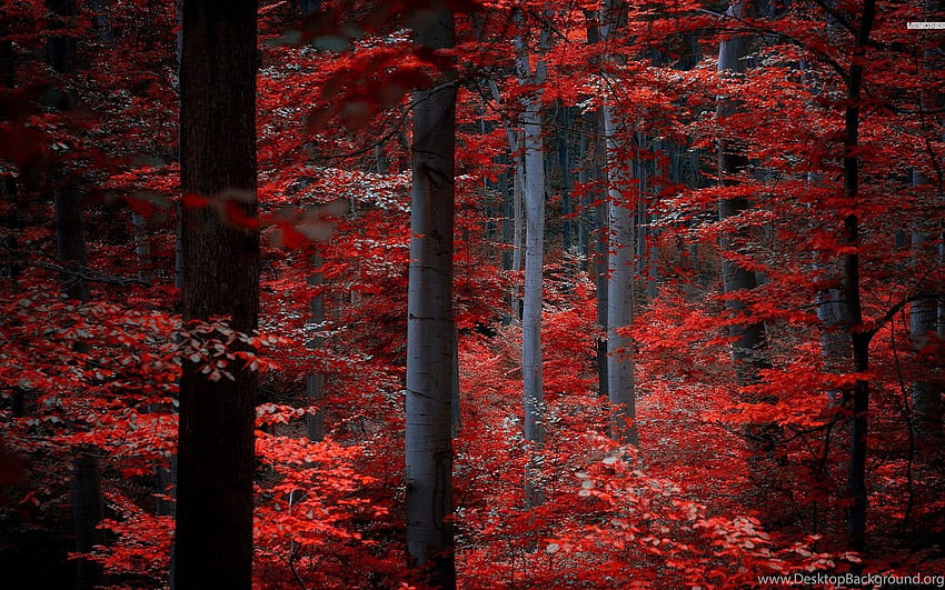 dark red forest background