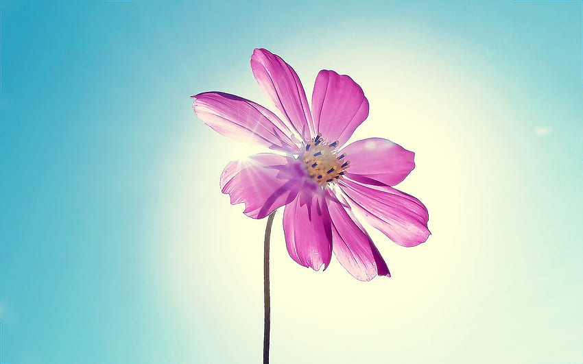 보라색 마젠타 꽃, 꽃 햇살 HD 월페이퍼