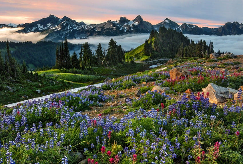 Himmel, Blumen, Blume, Berg HD-Hintergrundbild