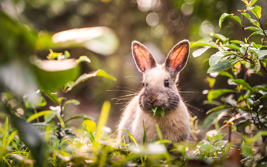 숲 속의 토끼, 보케, 여름, 귀여운 동물, 작은 토끼, 토끼, 애완 동물, 토끼, 해상도가 있는 귀여운 토끼. 고품질 HD 월페이퍼