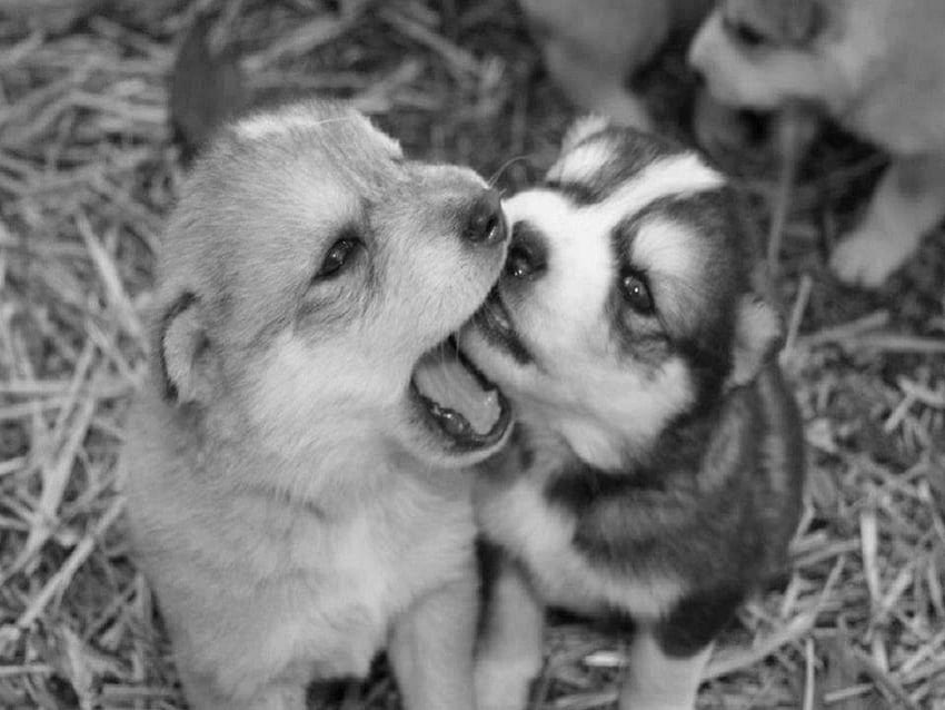 Black & White Puppy Love, dogs, wolf pups, animals, black and white HD wallpaper