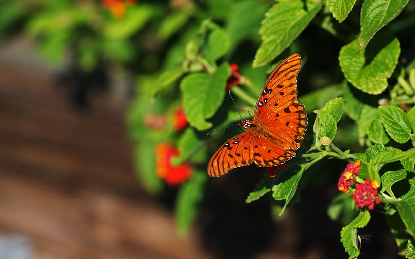 예쁜 작은 나비, 귀여운, 주황색, 작은, 잎, 나비, 예쁜, 녹색, 빨간색, 화려한 HD 월페이퍼
