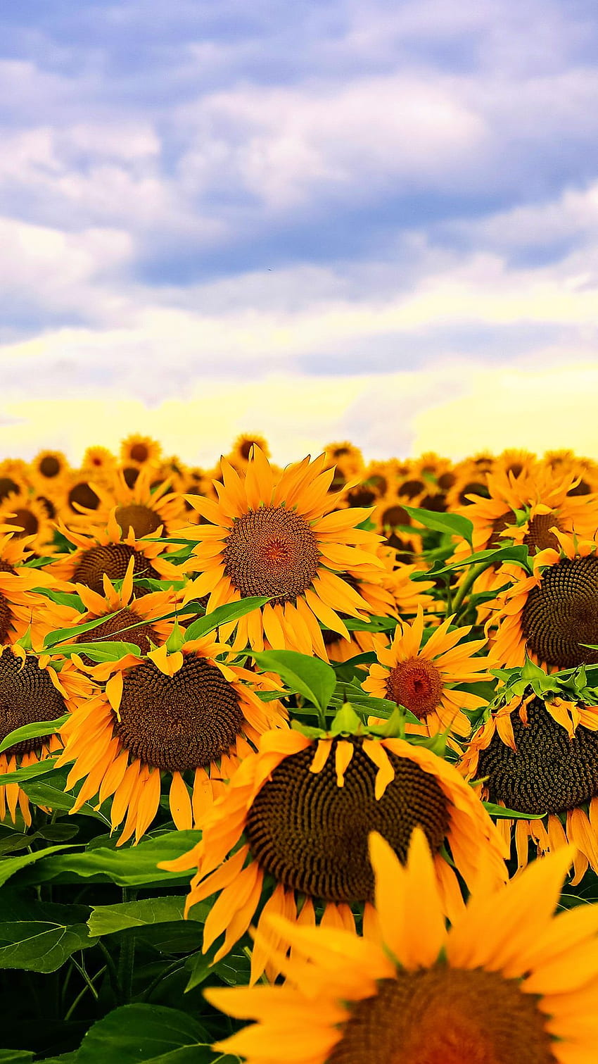 Sunflower iPhone 7 Plus, Cute Sunflower HD phone wallpaper