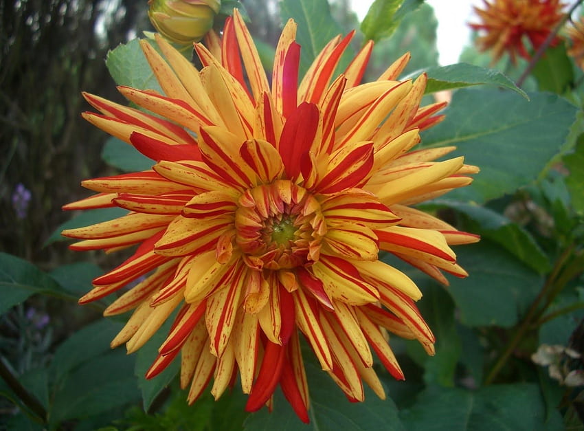 Blumen, Blume, Nahaufnahme, Grüntöne, Gestreift, Zweifarbig, Dahlie, Zweifarbig HD-Hintergrundbild