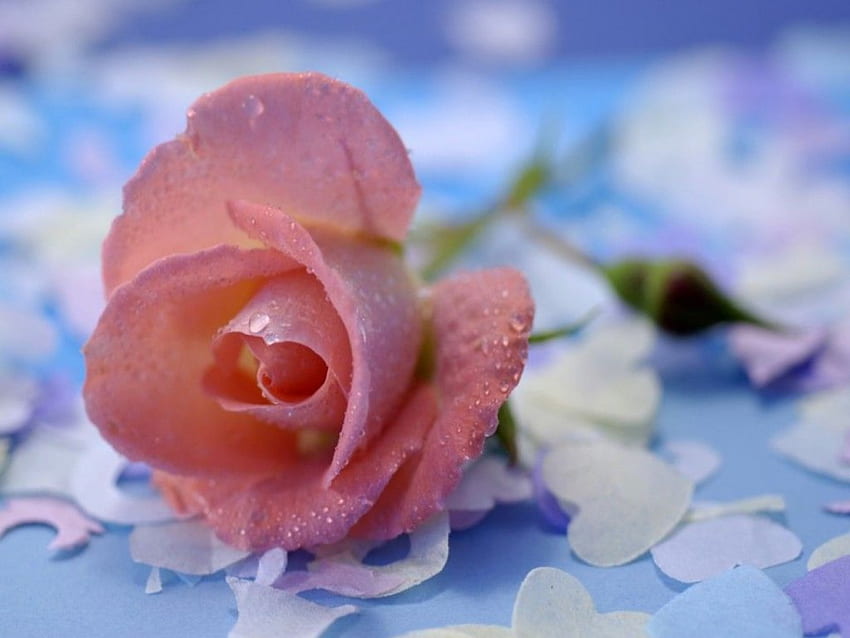ピンクのバラ、花、バラ 高画質の壁紙
