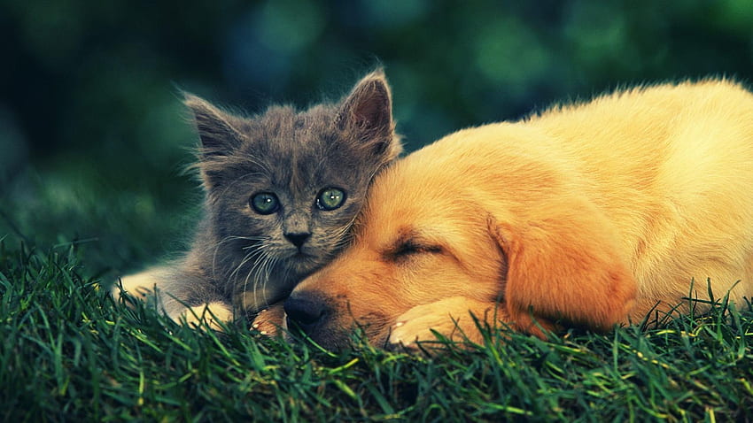 Animals cats dogs pets HD wallpaper