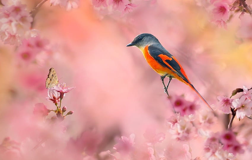 ดอกไม้ กิ่งไม้ ธรรมชาติ นก ผีเสื้อ ฤดูใบไม้ผลิ ดอก สำหรับ หมวด животные Spring Flowers and Birds วอลล์เปเปอร์ HD