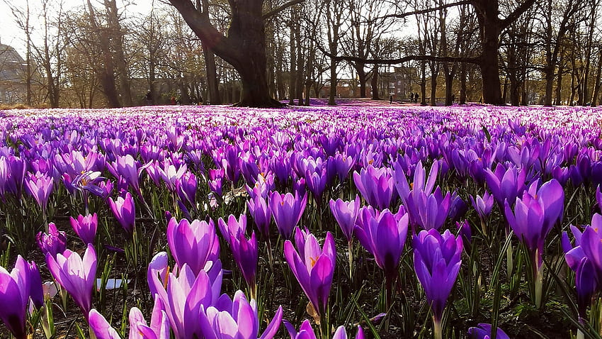 Crocuses, petals, blossoms, field, purple, trees, spring HD wallpaper