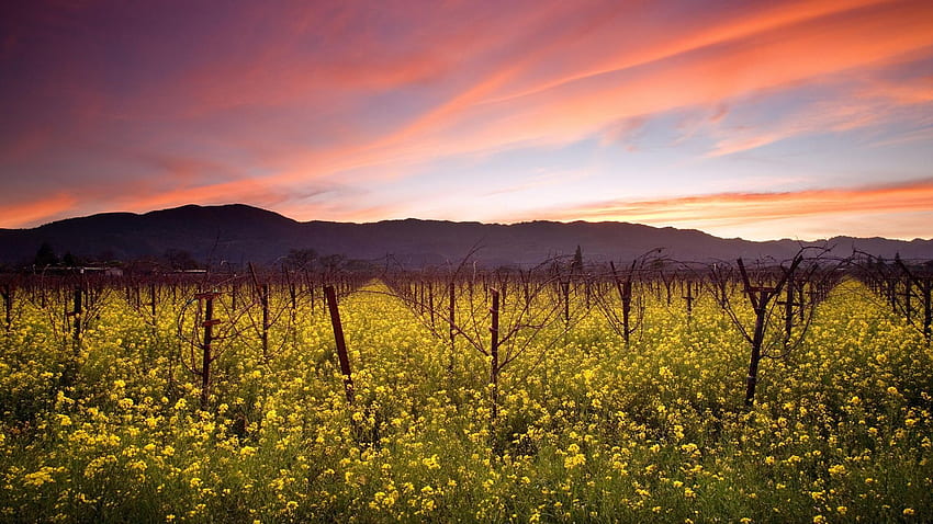 Sunset Vineyard - 242293. Napa valley wine tours, Napa valley vineyards, Napa wineries HD wallpaper