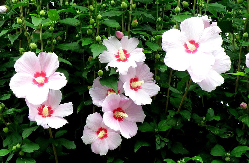 Flowers, Disbanded, Loose, Stems, High, Mallow HD wallpaper