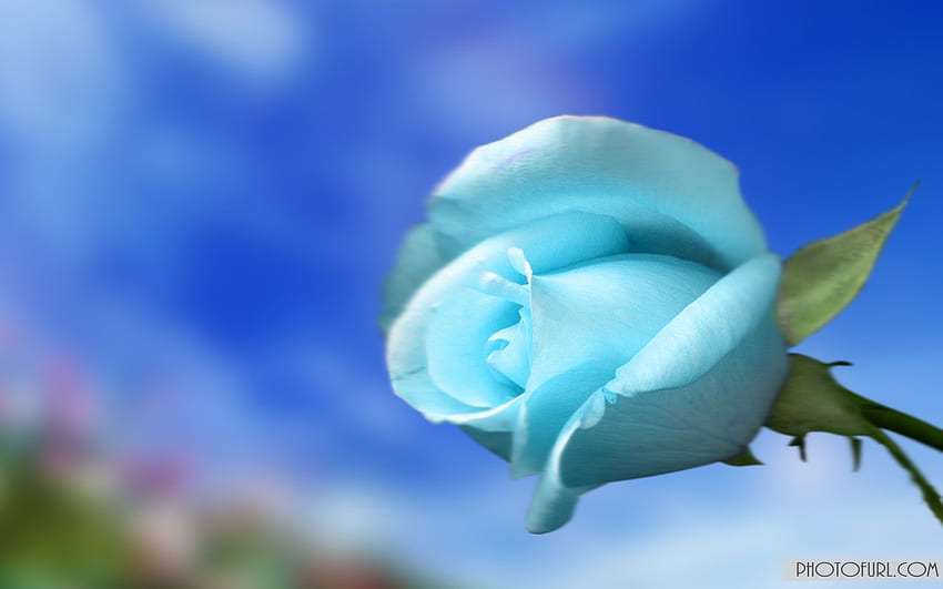 Light Blue Flower [] for your , Mobile & Tablet. Explore Flower Screen Background. Flower For Computer, Flower for Computer , Flower HD wallpaper