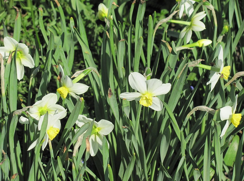 Bunga, Narcissussi, Hijau, Petak Bunga, Petak Bunga, Musim Semi Wallpaper HD