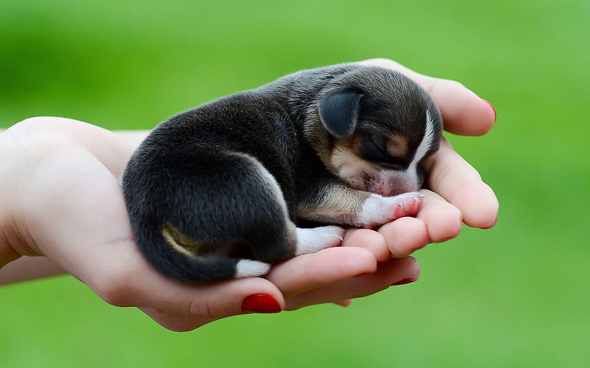 Новородено кученце - , фон на новородено кученце върху прилеп, сладко малко кученце HD тапет