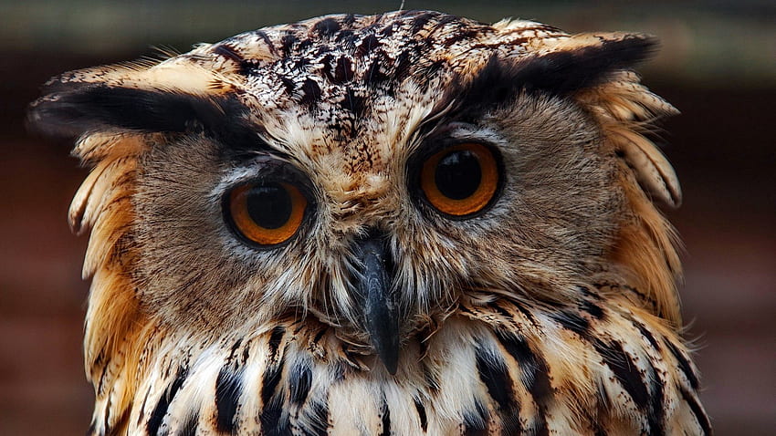 Animals, Owl, Muzzle, Close-Up, Predator HD wallpaper