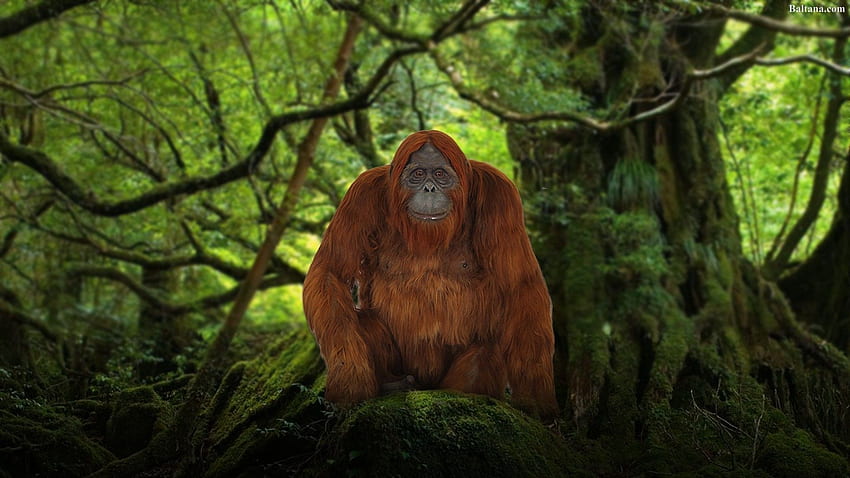 Monkey Orangutan Animals wallpaper  Download Free wallpapers