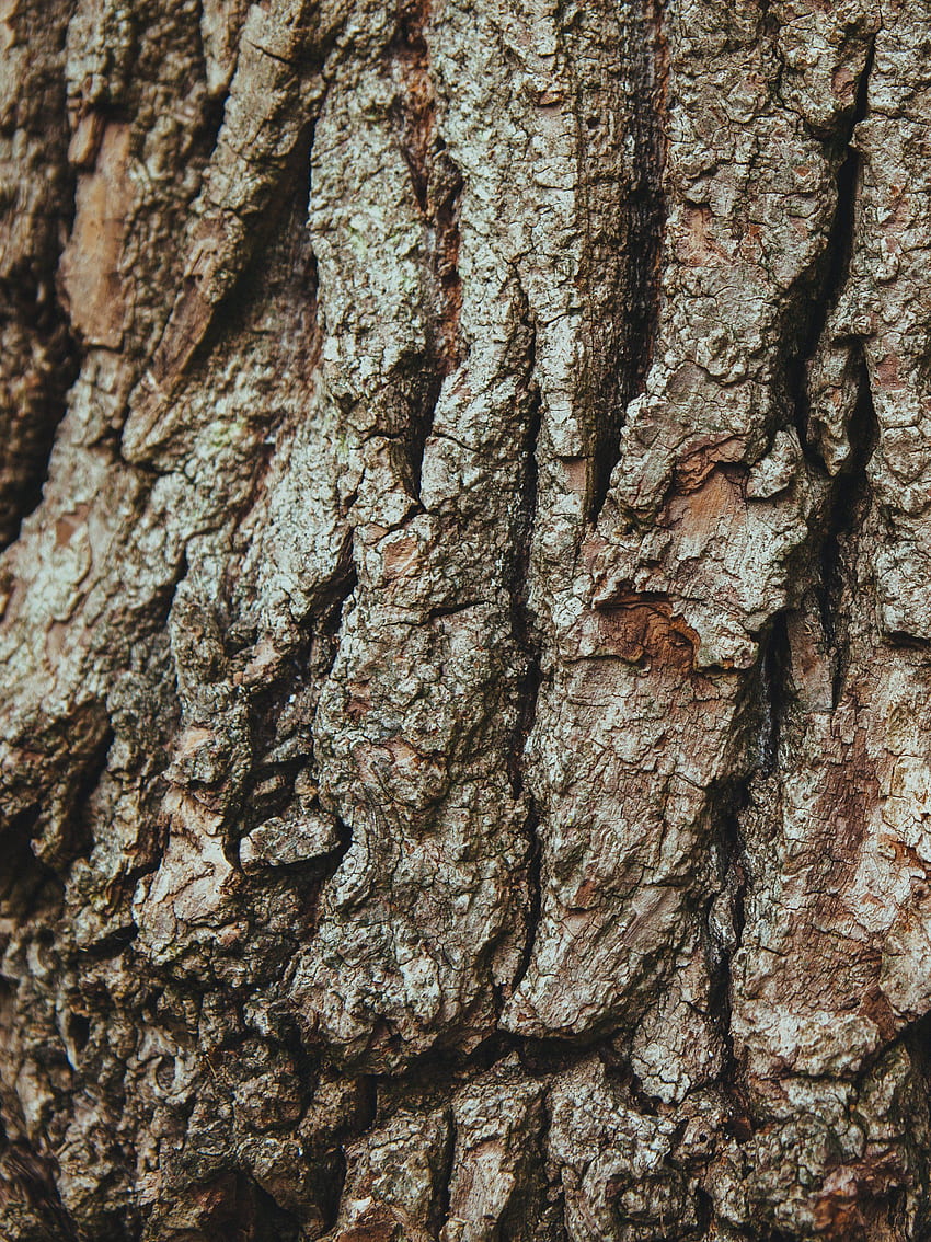 오크 나무에 껍질 - 아이폰, 안드로이드 및 배경, 오크 잎 HD 전화 배경 화면