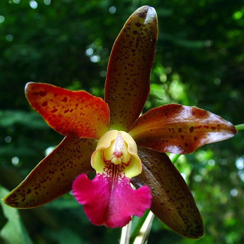 орхидея, пурпурен, тропически, жълт HD тапет