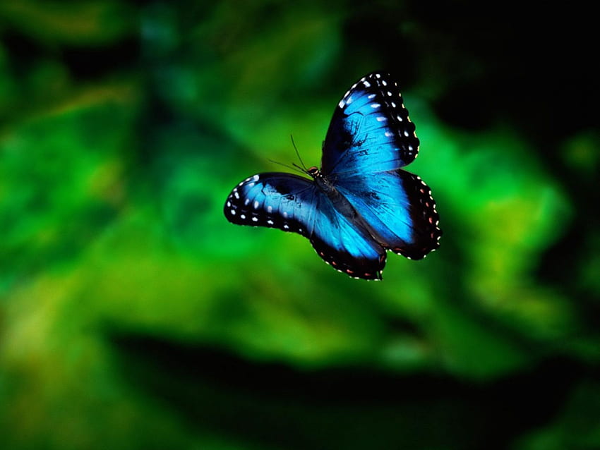 Тюркоазена пеперуда. Синя морфо пеперуда, Синя пеперуда, Морфо пеперуда HD тапет