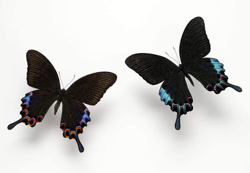 butterflies, white, butterfly HD wallpaper