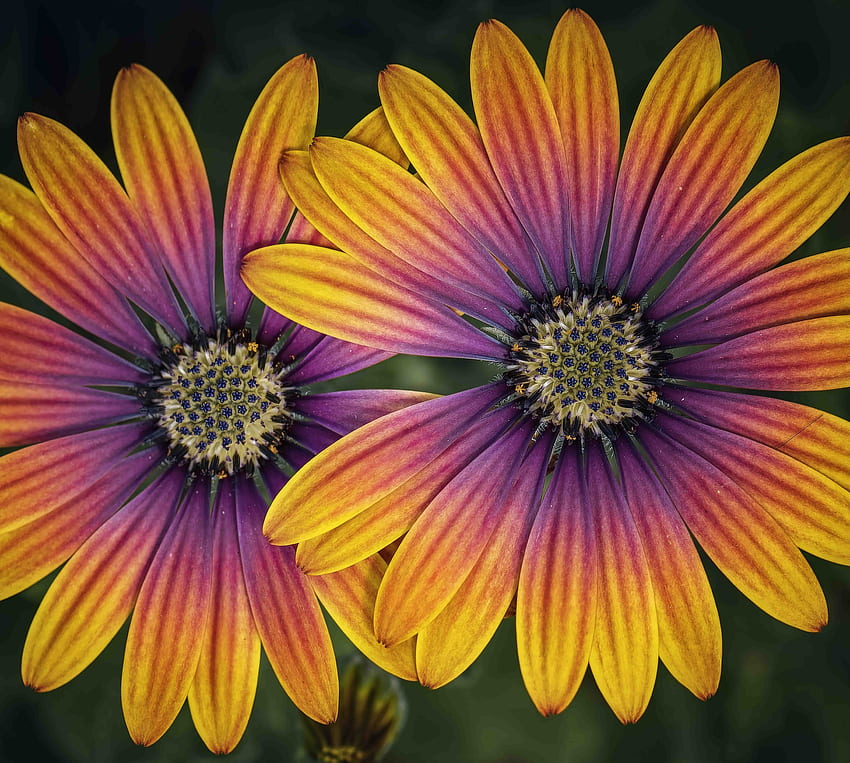 African Daisies, nature, graphy, flower HD wallpaper