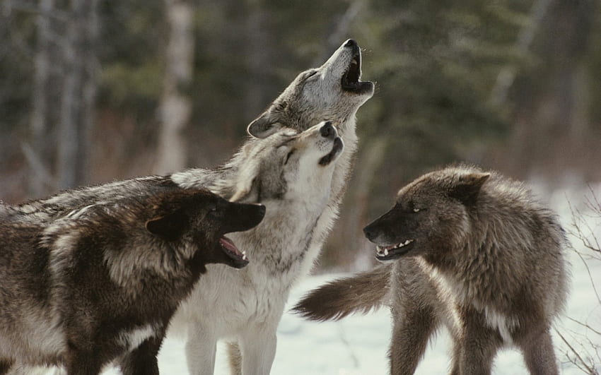 howling with friends, white, timber, saying, black, wolves, , wolf, canislupus, howling, wisdom HD wallpaper