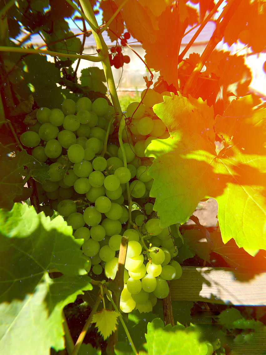 Food, Grapes, Berries, Branches, Sunlight HD phone wallpaper