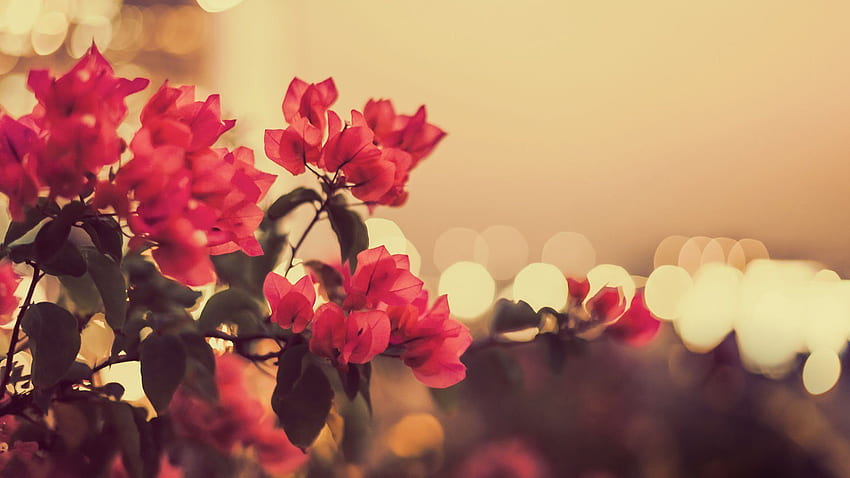 ดอกไม้วินเทจ Cherry Blossom Vintage วอลล์เปเปอร์ HD