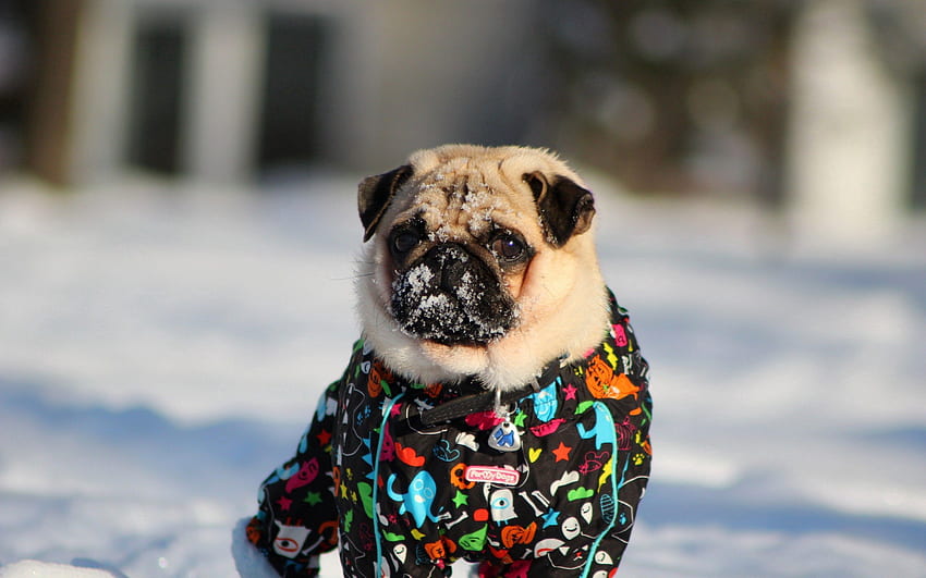 Tiere, Winter, Schnee, Hund, Mops, Jacke HD-Hintergrundbild