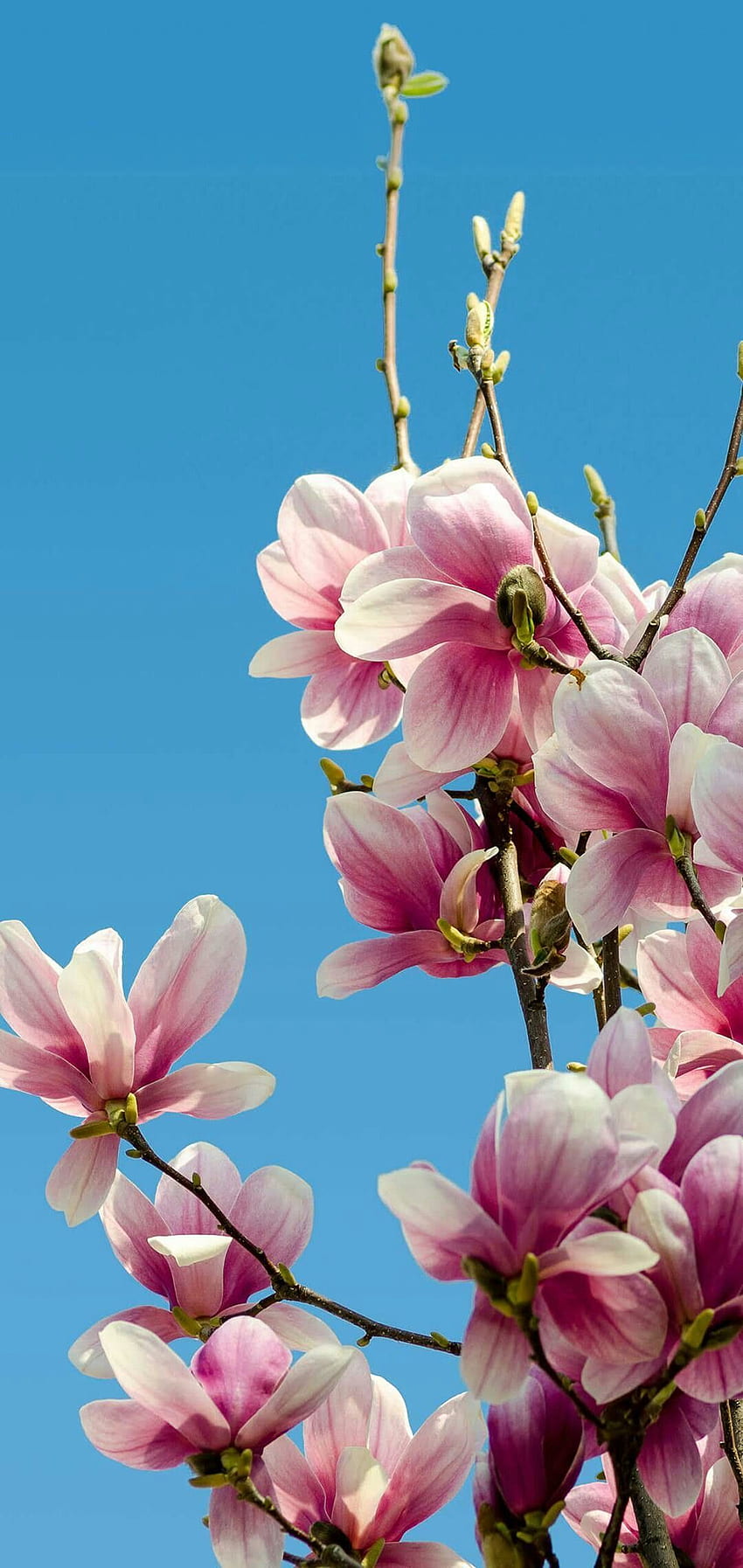 Magnólia Chinesa - Flor Huawei - & Fundo, Floral Chinês Papel de parede de celular HD